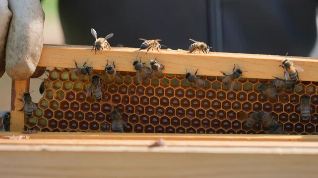 Observe the buzzing harmony of bees in the hive, revealing nature's incredible teamwork and dedication