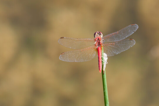 Red dragonfly sympetrum just emerged from its exuvia on a stalk. Life cycle and metamorphosis concept.