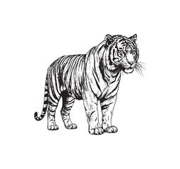 Fototapeta premium Hand drawn tiger illustration in vintage engraving style. Detailed black ink wildlife sketch ideal for tattoos, prints, logos and nature themed designs.