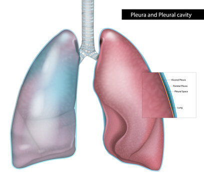 Detailed medical illustration of the human lungs showing the pleura and pleural cavity structure. Visceral pleura, parietal pleura, and pleural space