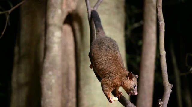 coppery brushtail possum, Trichosurus johnstonii, species of marsupial possum native to the Atherton Tablelands of Queensland in northeastern Australia climbing on tree trunk at night.