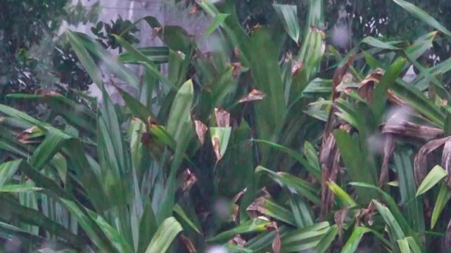 The beginning of the rainy season. A tropical downpour, blirt. The monsoon rain wash the winter rainforest, Indonesia. Slow motion