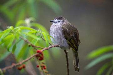 The flavescent bulbul (Pycnonotus flavescens) is a species of songbird in the Pycnonotidae family. Its name comes from flavescent, a yellowish color.