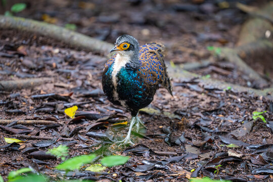 The Malayan peacock-pheasant (Polyplectron malacense) is a medium-sized pheasant of the galliform family Phasianidae. Their plumage is generally pale brown with small black spots and bands all over