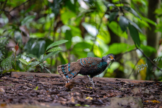 The Malayan peacock-pheasant (Polyplectron malacense) is a medium-sized pheasant of the galliform family Phasianidae. Their plumage is generally pale brown with small black spots and bands all over