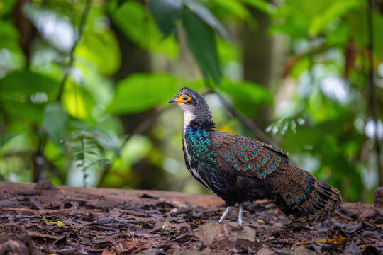 The Malayan peacock-pheasant (Polyplectron malacense) is a medium-sized pheasant of the galliform family Phasianidae. Their plumage is generally pale brown with small black spots and bands all over