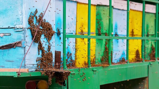 Thousands of bees actively swarm and cluster on blue wooden surface of transport vehicle. Colorful beehives and metal bars create a busy outdoor scene.