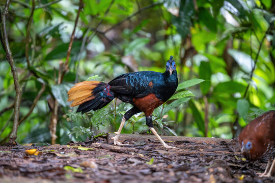 A magnificent Borneo Crested Fireback, scientifically named Lophura ignita, roams in the dappled sunlight of the Borneo rainforest.
