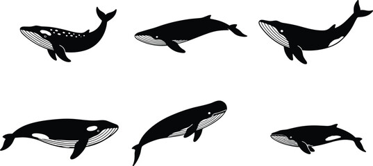 Black and white vector illustration of diverse whale species silhouettes, marine biology educational wildlife art showcasing baleen whales in stylized profile. © anisur-creatives