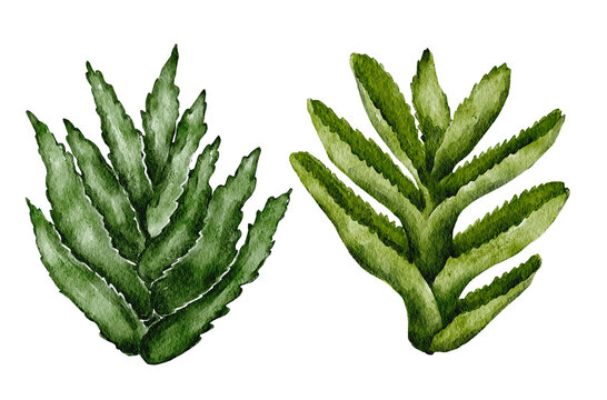 Aloe vera watercolor illustration png clipart