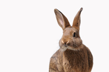 Fototapeta premium Cute brown hare or bunny looking forward, detailed fur and long ears visible. Perfect for Easter themes, spring designs, greeting cards, children’s illustrations, and seasonal decorations.