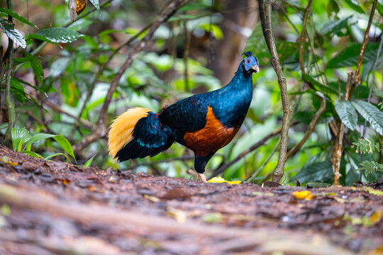 A magnificent Borneo Crested Fireback, scientifically named Lophura ignita, roams in the dappled sunlight of the Borneo rainforest.