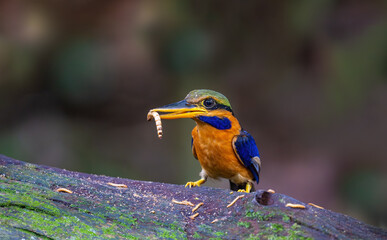 A male red-collared kingfisher (Actenoides concretus) in the forest of the Malaysian peninsula. © mylasa