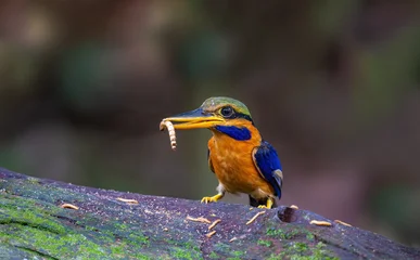 A male red-collared kingfisher (Actenoides concretus) in the forest of the Malaysian peninsula. © mylasa