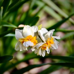 Obraz premium Close-up of double white and yellow Narcissus flowers blooming in a spring garden