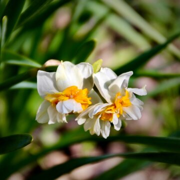 Close-up of double white and yellow Narcissus flowers blooming in a spring garden