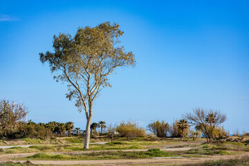 Tall eucalyptus tree standing on green coastal meadow near Mediterranean sea. Scenic winter landscape with clear blue sky and sunny atmosphere in Antalya region. Turkey.