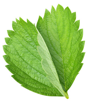 Green strawberry leaf set isolated on transparent background. Leaves strawberry PNG
