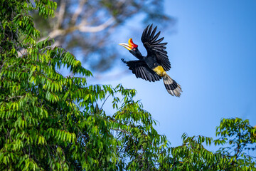 Great Rhinoceros Hornbill (Buceros rhinoceros) perched on a tropical tree on Borneo Island © mylasa
