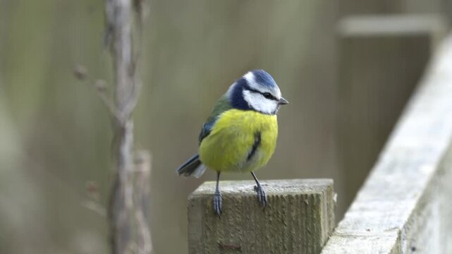 A Eurasian blue tit (Cyanistes caeruleus), a small passerine bird in the tit family, Paridae