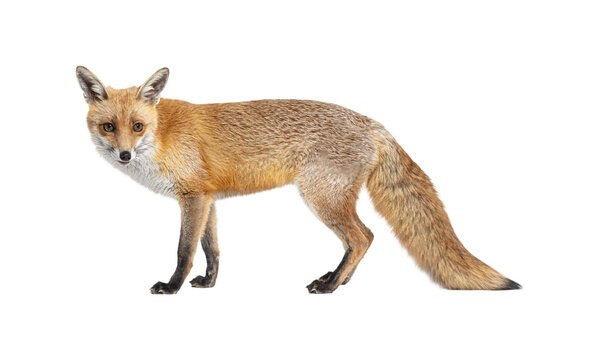 Red fox standing on isolated on transparent background