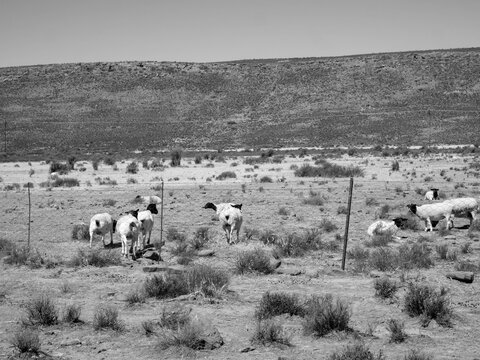 Black and white image of black headed dorper sheep grazing between Karoo bushes. Location Karoo area, South Africa