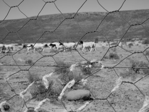 Image of black headed dorper sheep behind a pig wire fence covered with sheep wool. Background out of focus. Location Karoo area, South Africa