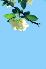 Obraz premium Branch with white blooming apple flowers on the background of the clear blue sky under bright sunlight - spring flower background, free space for text, soft focus processing
