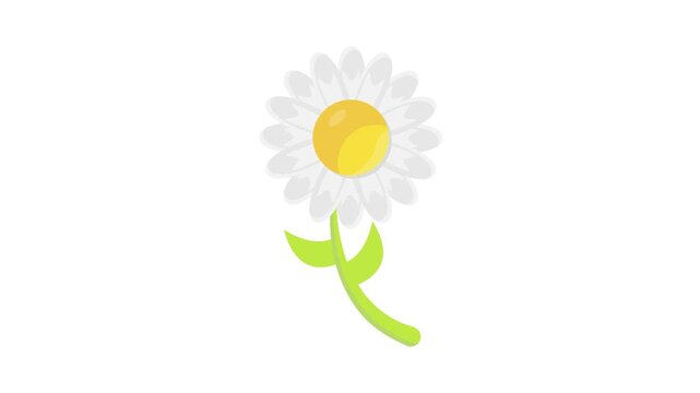 Daisy vector clipart, priced at 1 credit for $1 USD, suitable for various design projects.