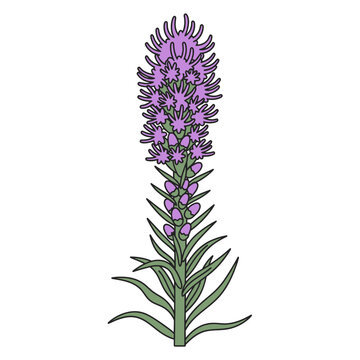Isolated Liatris Spicata Flower Illustration vector illustration