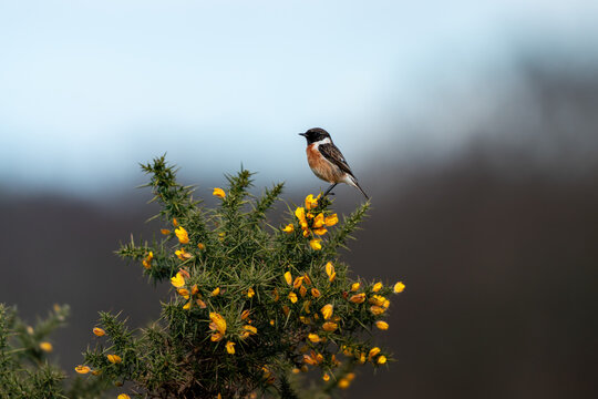 European stonechat perched on a flower bush