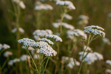 White yarrow achillea millefolium flowers blooming in summer meadow  © Snowboy