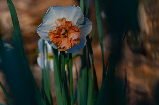 White and peach colored daffodil showing that spring is here