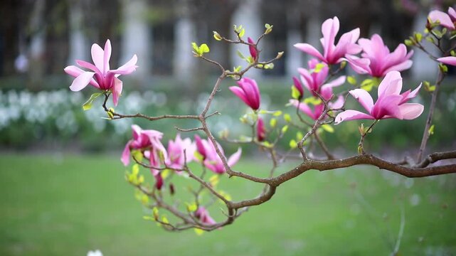 Close-up of a magnolia flowers on a branch, captured in early spring.