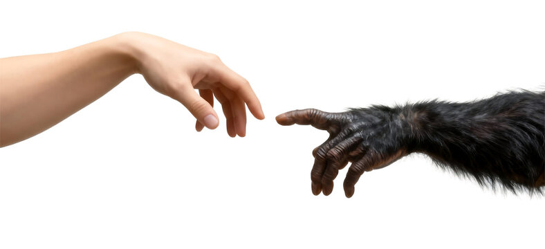 Conceptual Connection Between Human and Primate
