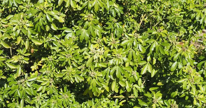 (Choisya ternata) Bushy shrub of Mexican orange flower adorned of immature flowers buds above dark glossy green palmately  foliage divided into leaflets
