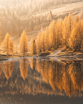 View of golden larches mirroring in the tranquil lake, their fiery hues contrasting against the misty backdrop, creating a serene landscape, Cortina d'Ampezzo, Veneto, Italy.