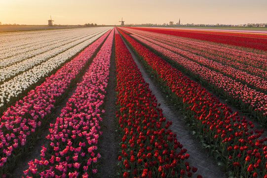 Aerial view of vibrant tulip fields stretch towards the horizon, with windmills standing guard over the colorful landscape, Schermerhorn, Netherlands.