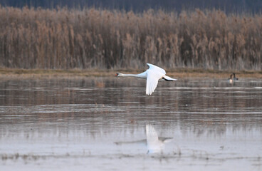 Łabędź niemy (Cygnus) lądujący na rozlewisku wczesną wiosną, woda z roztopów i trzciny na brzegu © Joanna
