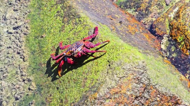 Sally Lightfoot crab foraging on mossy coastal rocks in Baja California, Mexico, showcasing marine wildlife and the rugged Pacific ecosystem
