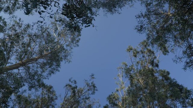 Upward view of tall eucalyptus trees forming a natural canopy against a clear blue sky in Cand&aacute;s, Asturias, Spain. Peaceful forest atmosphere with gently swaying branches in northern Spain.