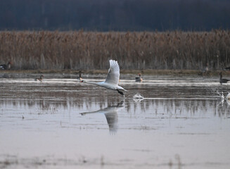 Łabędź niemy (Cygnus) lądujący na rozlewisku wczesną wiosną, woda z roztopów i trzciny na brzegu © Joanna