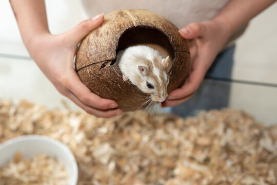 Mongolische Rennmaus schaut aus einer Kokosnuss schale heraus
