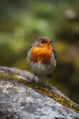 Signal Rock Robin