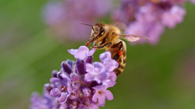 Close-up footage of a honeybee perched on a lavender flower, collecting nectar with its proboscis extended into the petals. The bee&rsquo;s fine hairs, translucent wings.