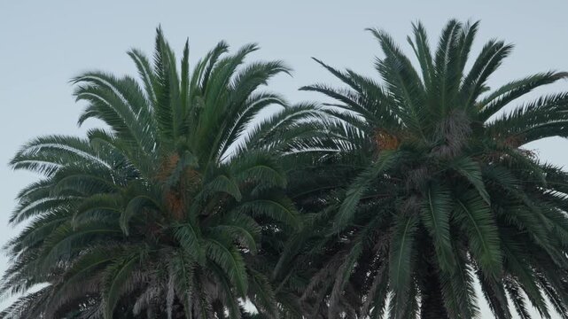 Tall palm trees swaying gently against a clear sky in Cand&aacute;s, Asturias, Spain. Tropical vegetation contrasts with the northern Spanish coastal environment, creating a calm Mediterranean atmosphere.