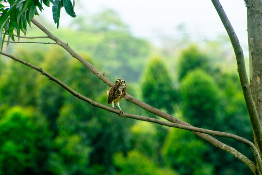 coruja na &aacute;rvore