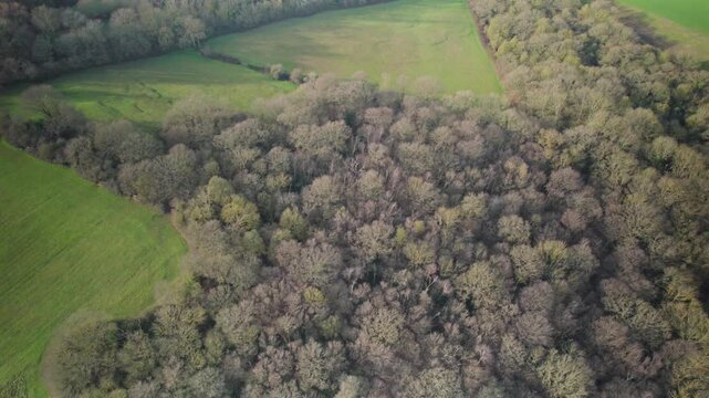 Aerial Drone View of Dense Forest Surrounded by Green Fields