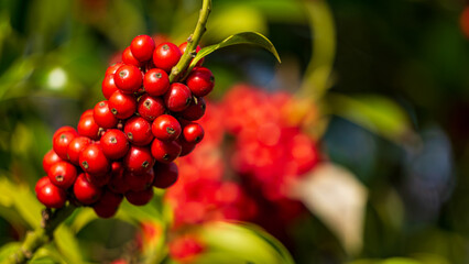 Bright red berry cluster on branch in natural garden © Vectornaut