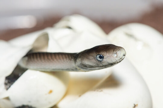 The feared black mamba (Dendroaspis polylepis) hatching from the egg - Africa&rsquo;s gorgeous but deadly venomous snake